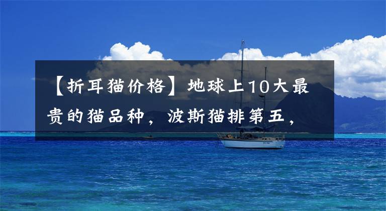 【折耳猫价格】地球上10大最贵的猫品种，波斯猫排第五，第一卖到了60万元