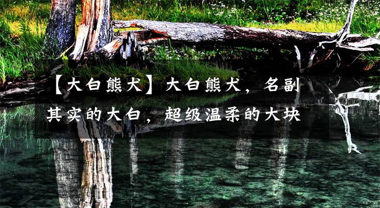 【大白熊犬】大白熊犬，名副其实的大白，超级温柔的大块头