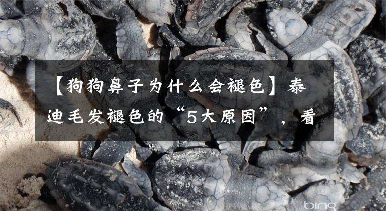 【狗狗鼻子为什么会褪色】泰迪毛发褪色的“5大原因”，看看你家会是哪一种？
