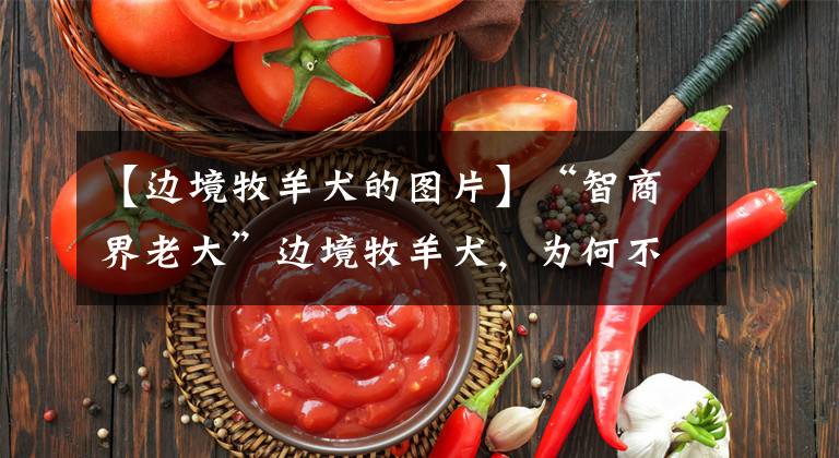 【边境牧羊犬的图片】“智商界老大”边境牧羊犬，为何不受人待见，聪明也错了？
