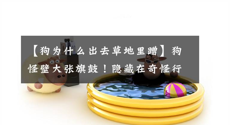 【狗为什么出去草地里蹭】狗怪壁大张旗鼓！隐藏在奇怪行为背后的秘密