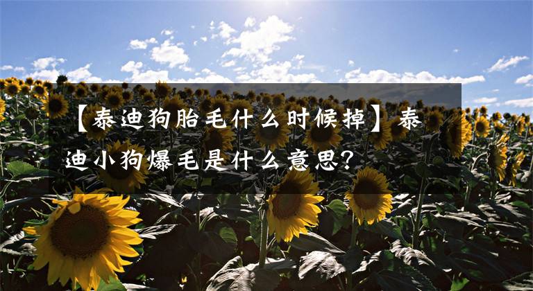 【泰迪狗胎毛什么时候掉】泰迪小狗爆毛是什么意思？