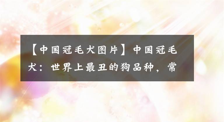 【中国冠毛犬图片】中国冠毛犬：世界上最丑的狗品种，常年包揽各种全球最丑冠军