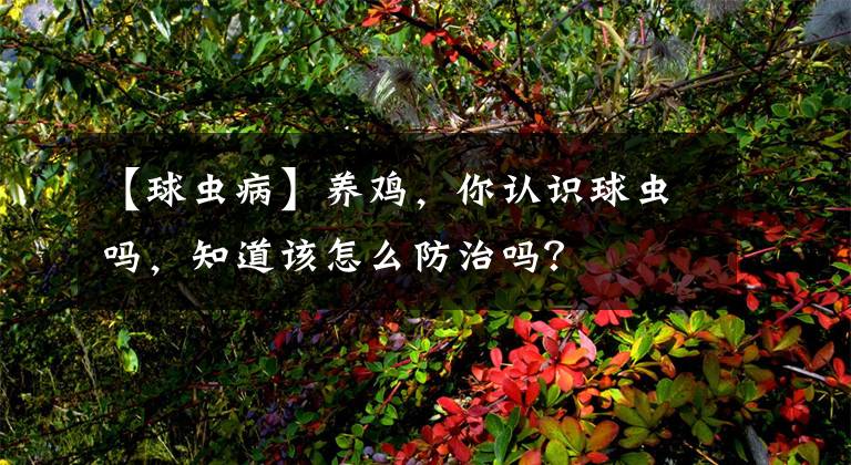 【球虫病】养鸡，你认识球虫吗，知道该怎么防治吗？