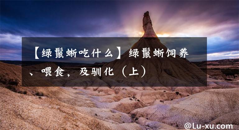 【绿鬣蜥吃什么】绿鬣蜥饲养、喂食，及驯化（上）