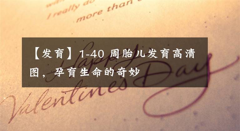 【发育】1-40 周胎儿发育高清图，孕育生命的奇妙