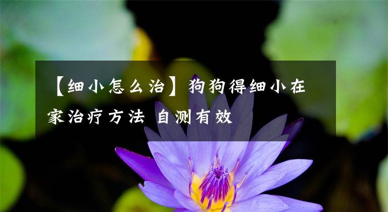 【细小怎么治】狗狗得细小在家治疗方法 自测有效