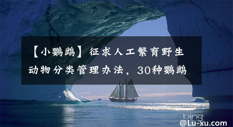 【小鹦鹉】征求人工繁育野生动物分类管理办法，30种鹦鹉归类于宠物管理