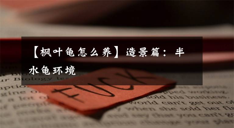 【枫叶龟怎么养】造景篇：半水龟环境