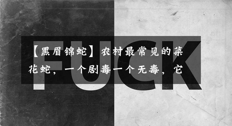 【黑眉锦蛇】农村最常见的菜花蛇，一个剧毒一个无毒，它们俩谁的实力更强？