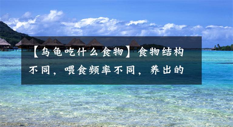 【乌龟吃什么食物】食物结构不同，喂食频率不同，养出的龟竟有如此差距？