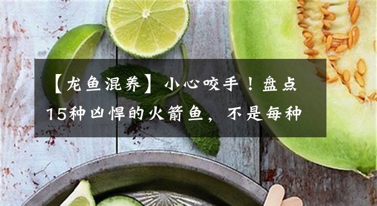 【龙鱼混养】小心咬手！盘点15种凶悍的火箭鱼，不是每种宠物鱼都能与龙鱼混养