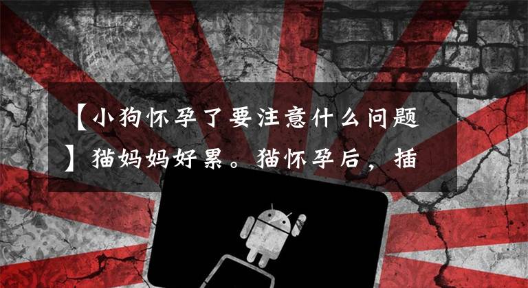 【小狗怀孕了要注意什么问题】猫妈妈好累。猫怀孕后，插管要这样照顾。