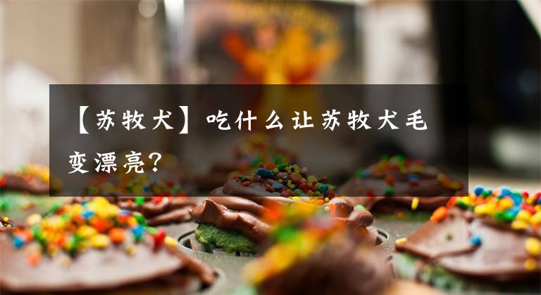 【苏牧犬】吃什么让苏牧犬毛变漂亮？