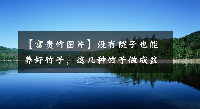 【富贵竹图片】没有院子也能养好竹子，这几种竹子做成盆景养在室内，比花还好看