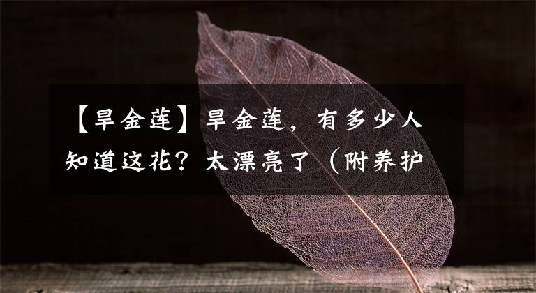 【旱金莲】旱金莲，有多少人知道这花？太漂亮了（附养护细节）