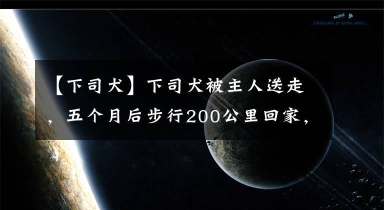 【下司犬】下司犬被主人送走，五个月后步行200公里回家，主人感动万分！