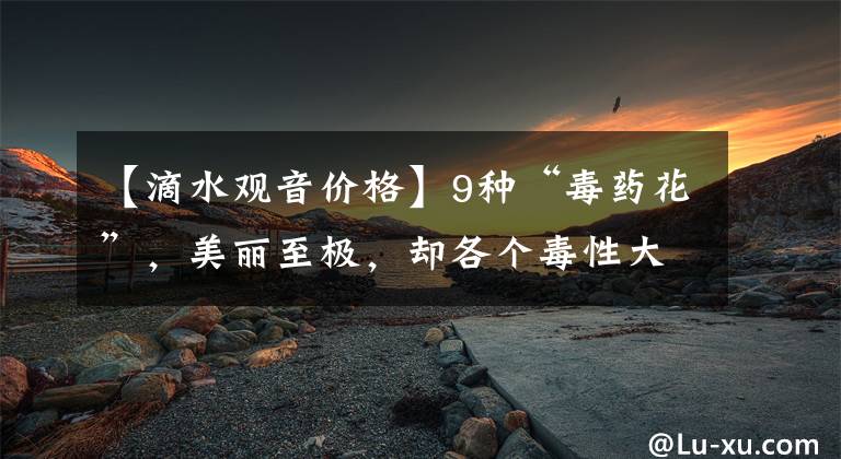 【滴水观音价格】9种“毒药花”，美丽至极，却各个毒性大，很多人养了都不知道