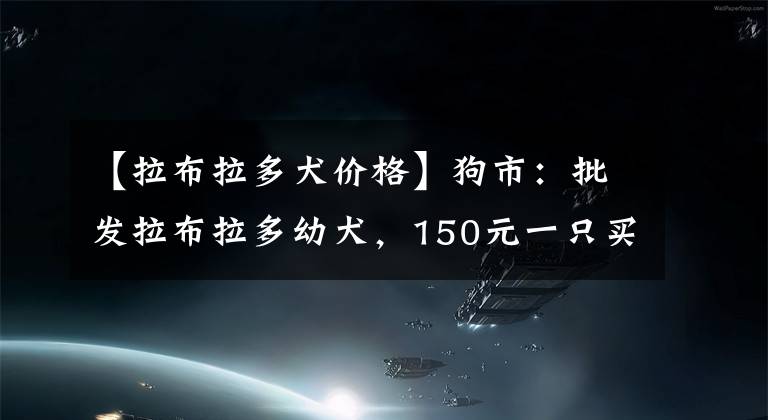 【拉布拉多犬价格】狗市：批发拉布拉多幼犬，150元一只买家嫌贵！