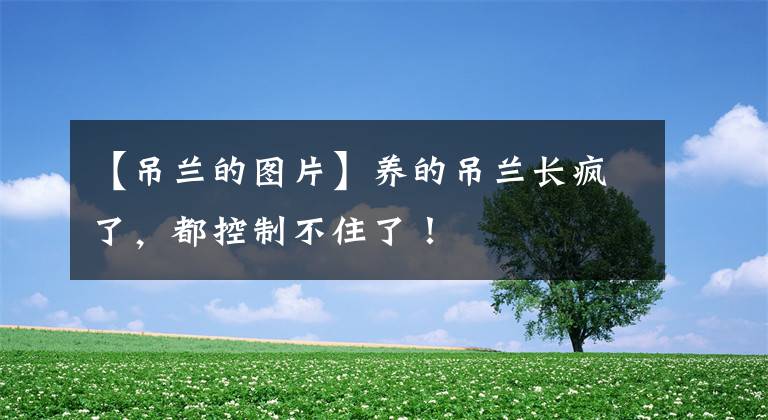 【吊兰的图片】养的吊兰长疯了，都控制不住了！