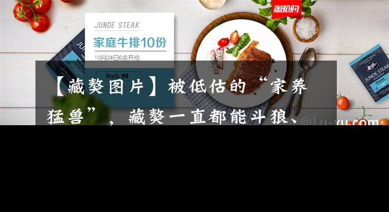 【藏獒图片】被低估的“家养猛兽”，藏獒一直都能斗狼、斗熊、斗雪豹