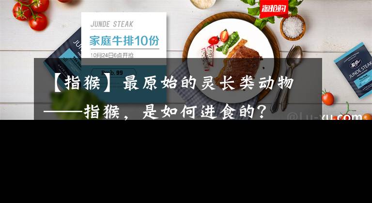 【指猴】最原始的灵长类动物——指猴，是如何进食的？