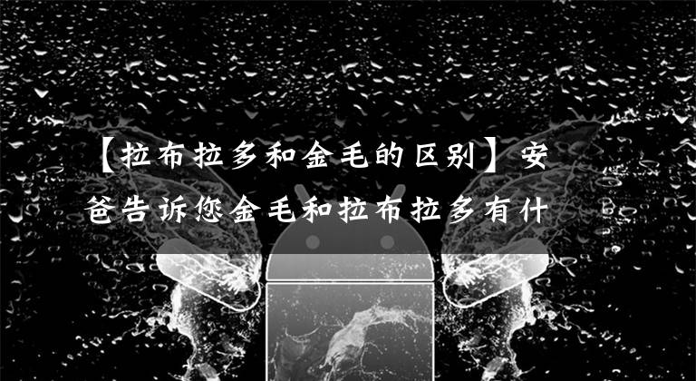 【拉布拉多和金毛的区别】安爸告诉您金毛和拉布拉多有什么区别？
