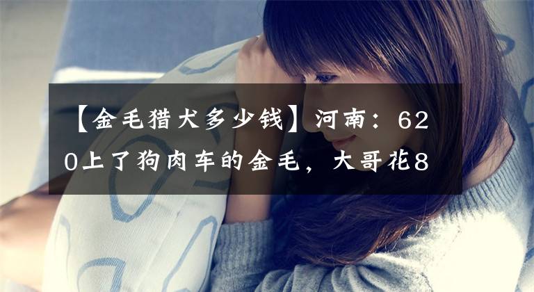 【金毛猎犬多少钱】河南：620上了狗肉车的金毛，大哥花800救下，狗贩：这狗中彩票了