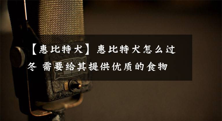 【惠比特犬】惠比特犬怎么过冬 需要给其提供优质的食物