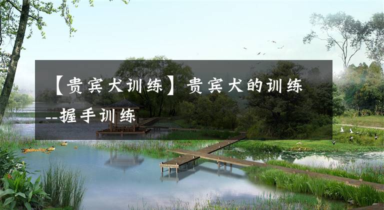 【贵宾犬训练】贵宾犬的训练--握手训练