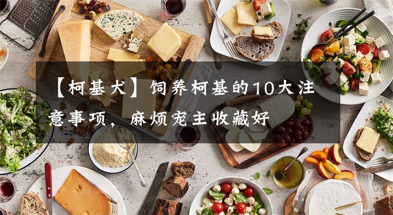 【柯基犬】饲养柯基的10大注意事项，麻烦宠主收藏好