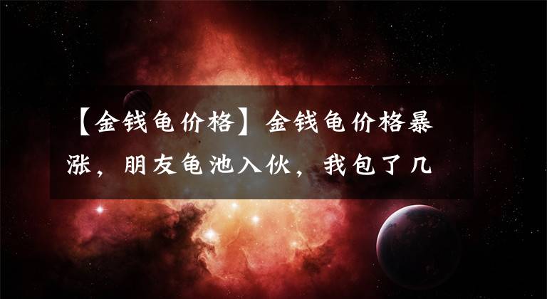 【金钱龟价格】金钱龟价格暴涨，朋友龟池入伙，我包了几条龟苗作礼物庆祝