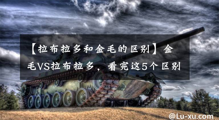 【拉布拉多和金毛的区别】金毛VS拉布拉多，看完这5个区别后，你会选择哪个呢？