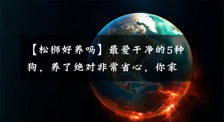 【松狮好养吗】最爱干净的5种狗，养了绝对非常省心，你家的娃是不是也在名单中