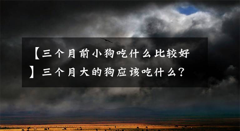 【三个月前小狗吃什么比较好】三个月大的狗应该吃什么？早点吃狗粮吗？