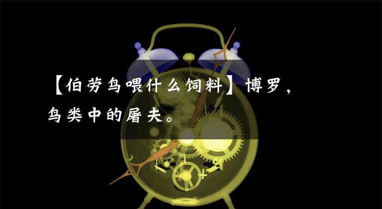 【伯劳鸟喂什么饲料】博罗，鸟类中的屠夫。