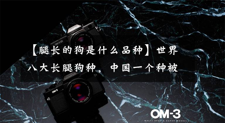 【腿长的狗是什么品种】世界八大长腿狗种，中国一个种被选为强势，但数量很少