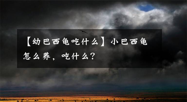 【幼巴西龟吃什么】小巴西龟怎么养，吃什么？