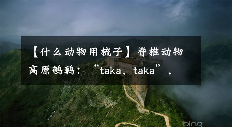【什么动物用梳子】脊椎动物高原鹌鹑：“taka，taka”，在盛开的花园里听到我对你的召唤了吗？