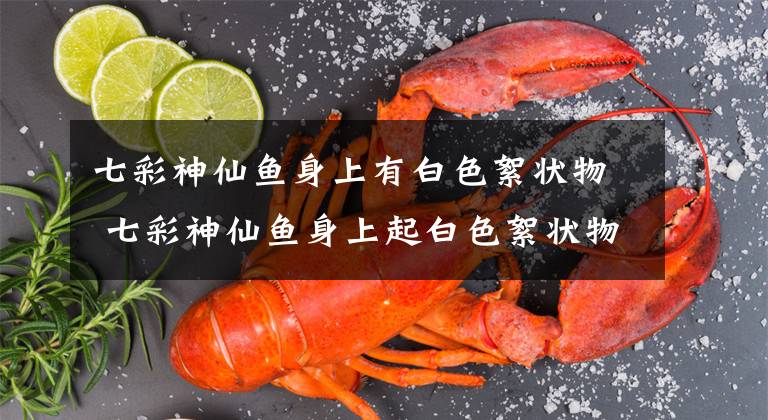 七彩神仙鱼身上有白色絮状物 七彩神仙鱼身上起白色絮状物