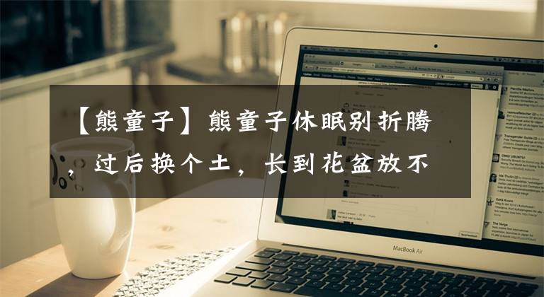 【熊童子】熊童子休眠别折腾，过后换个土，长到花盆放不下