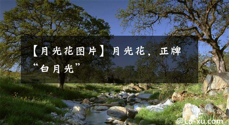 【月光花图片】月光花，正牌“白月光”