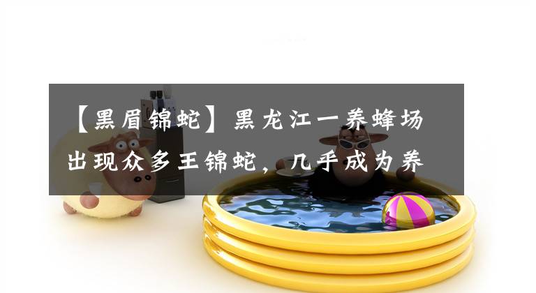 【黑眉锦蛇】黑龙江一养蜂场出现众多王锦蛇，几乎成为养蛇场，蛇群从不攻击人