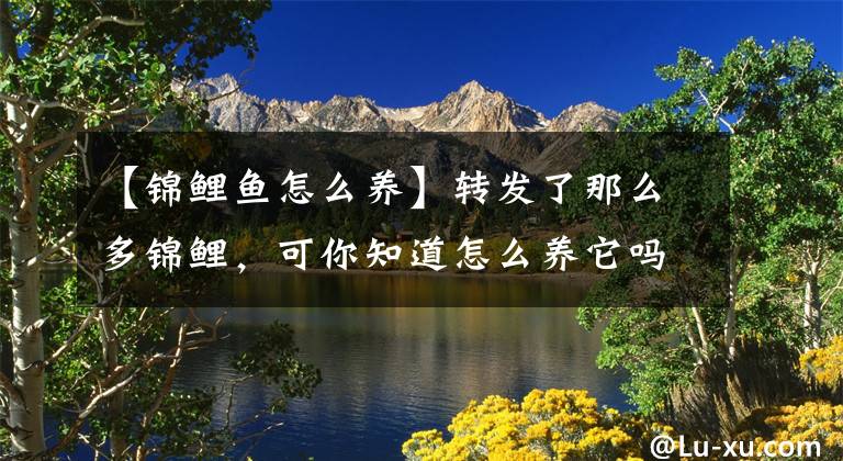 【锦鲤鱼怎么养】转发了那么多锦鲤，可你知道怎么养它吗？