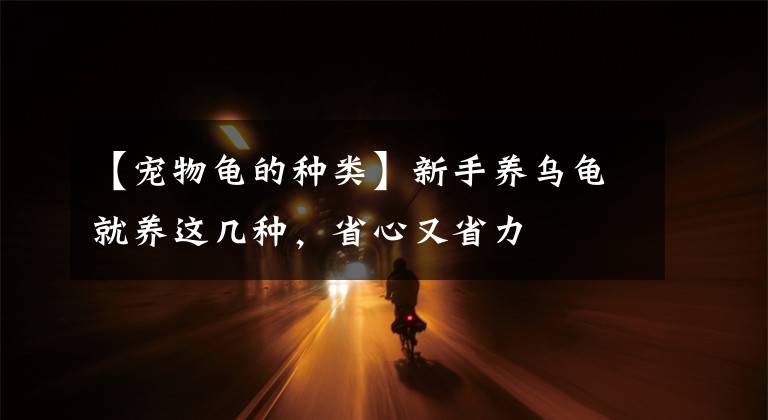 【宠物龟的种类】新手养乌龟就养这几种，省心又省力