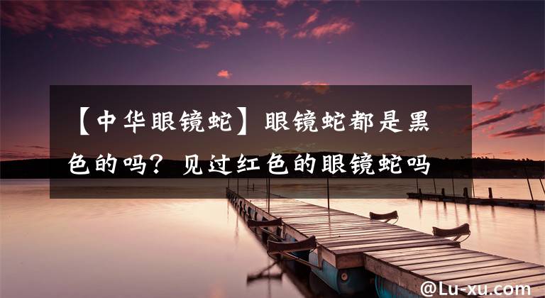 【中华眼镜蛇】眼镜蛇都是黑色的吗？见过红色的眼镜蛇吗？来见识下红喷毒眼镜蛇