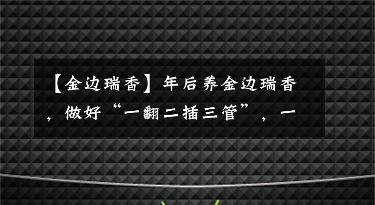 【金边瑞香】年后养金边瑞香，做好“一翻二插三管”，一盆变多盆，盆盆都精致