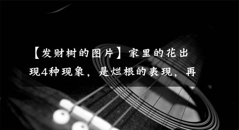 【发财树的图片】家里的花出现4种现象，是烂根的表现，再不管就没救了