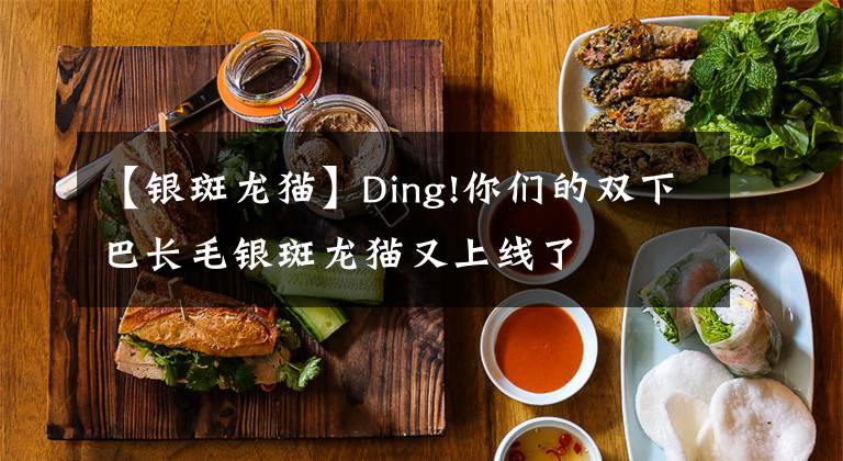 【银斑龙猫】Ding!你们的双下巴长毛银斑龙猫又上线了