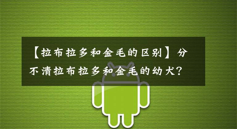 【拉布拉多和金毛的区别】分不清拉布拉多和金毛的幼犬？看这6个地方，就能让你轻松辨别